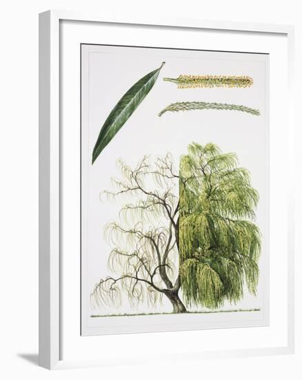 Willows (Salix Sp.)-null-Framed Giclee Print