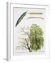 Willows (Salix Sp.)-null-Framed Giclee Print