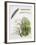 Willows (Salix Sp.)-null-Framed Giclee Print
