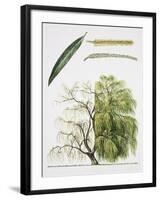 Willows (Salix Sp.)-null-Framed Giclee Print