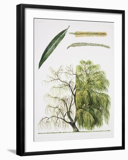 Willows (Salix Sp.)-null-Framed Giclee Print