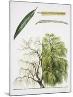 Willows (Salix Sp.)-null-Mounted Giclee Print