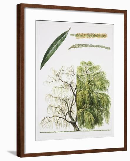 Willows (Salix Sp.)-null-Framed Giclee Print