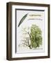 Willows (Salix Sp.)-null-Framed Giclee Print