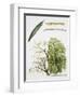 Willows (Salix Sp.)-null-Framed Giclee Print