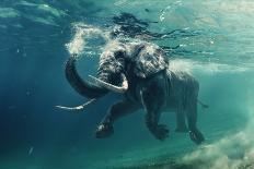 Swimming Elephant Underwater. African Elephant in Ocean with Mirrors and Ripples at Water Surface.-Willyam Bradberry-Framed Photographic Print