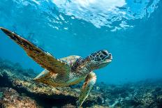 Tropical Paradise Template with Sunlight. Ocean Surfing Wave Breaking and Two Big Green Turtles Div-Willyam Bradberry-Photographic Print