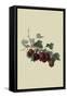 Wilmot's Early Red Gooseberry-William Hooker-Framed Stretched Canvas