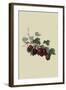 Wilmot's Early Red Gooseberry-William Hooker-Framed Art Print