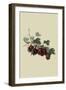 Wilmot's Early Red Gooseberry-William Hooker-Framed Art Print