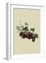 Wilmot's Early Red Gooseberry-William Hooker-Framed Art Print