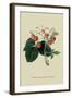 Wilmot's Late Scarlet Strawberry-William Hooker-Framed Art Print