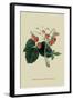 Wilmot's Late Scarlet Strawberry-William Hooker-Framed Art Print