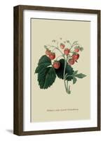 Wilmot's Late Scarlet Strawberry-William Hooker-Framed Art Print