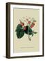 Wilmot's Late Scarlet Strawberry-William Hooker-Framed Art Print