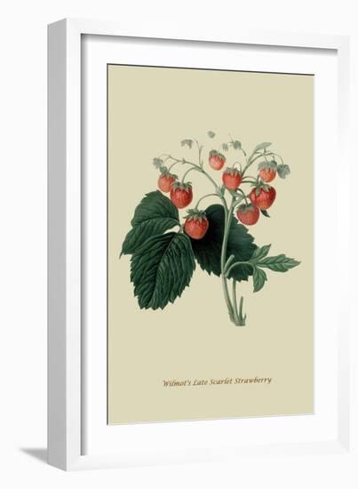 Wilmot's Late Scarlet Strawberry-William Hooker-Framed Art Print