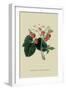 Wilmot's Late Scarlet Strawberry-William Hooker-Framed Art Print