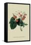 Wilmot's Late Scarlet Strawberry-William Hooker-Framed Stretched Canvas