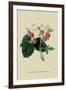 Wilmot's Late Scarlet Strawberry-William Hooker-Framed Art Print