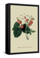 Wilmot's Late Scarlet Strawberry-William Hooker-Framed Stretched Canvas