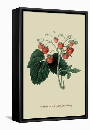 Wilmot's Late Scarlet Strawberry-William Hooker-Framed Stretched Canvas