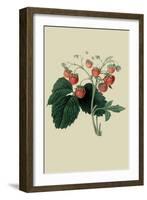 Wilmot's Late Scarlet Strawberry-William Hooker-Framed Art Print