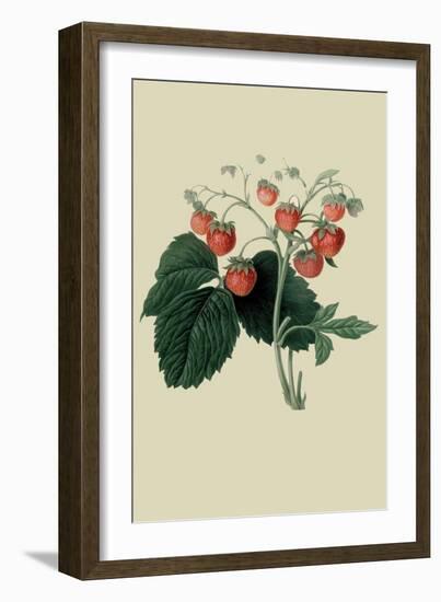 Wilmot's Late Scarlet Strawberry-William Hooker-Framed Art Print