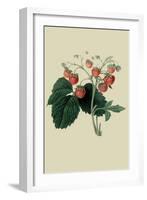 Wilmot's Late Scarlet Strawberry-William Hooker-Framed Art Print