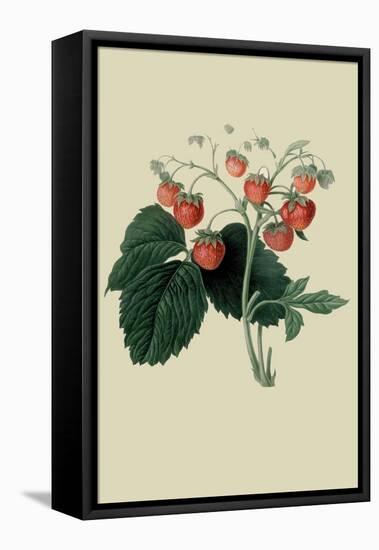 Wilmot's Late Scarlet Strawberry-William Hooker-Framed Stretched Canvas