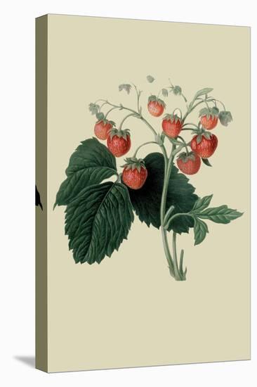 Wilmot's Late Scarlet Strawberry-William Hooker-Stretched Canvas