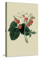 Wilmot's Late Scarlet Strawberry-William Hooker-Stretched Canvas