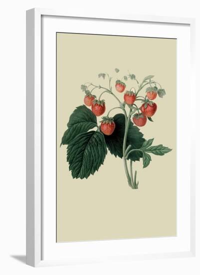 Wilmot's Late Scarlet Strawberry-William Hooker-Framed Art Print