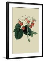 Wilmot's Late Scarlet Strawberry-William Hooker-Framed Art Print