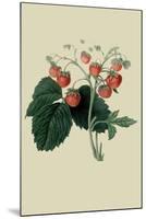 Wilmot's Late Scarlet Strawberry-William Hooker-Mounted Art Print
