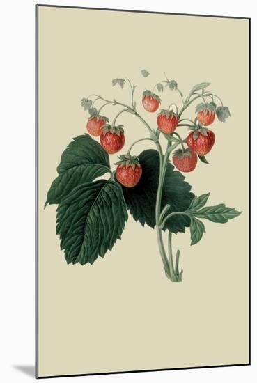 Wilmot's Late Scarlet Strawberry-William Hooker-Mounted Art Print