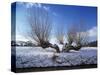 Wilnter Willow Tree by River at Meerbusch, Buderich - Germany-Florian Monheim-Stretched Canvas