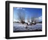 Wilnter Willow Tree by River at Meerbusch, Buderich - Germany-Florian Monheim-Framed Photographic Print