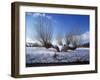 Wilnter Willow Tree by River at Meerbusch, Buderich - Germany-Florian Monheim-Framed Photographic Print