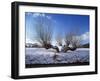 Wilnter Willow Tree by River at Meerbusch, Buderich - Germany-Florian Monheim-Framed Photographic Print