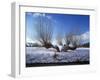 Wilnter Willow Tree by River at Meerbusch, Buderich - Germany-Florian Monheim-Framed Photographic Print