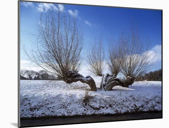 Wilnter Willow Tree by River at Meerbusch, Buderich - Germany-Florian Monheim-Mounted Photographic Print
