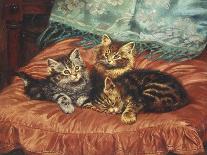 Kittens and Flowers, c.1903-Wilson Hepple-Stretched Canvas