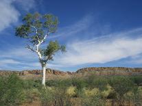 Landscape in the West Macdonnell Ranges Near Alice Springs in the Northern Territory, Australia-Wilson Ken-Stretched Canvas