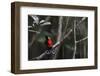 Wilson's bird-of-paradise, Waigeo, Raja Ampat, Western Papua, Indonesian New Guinea-Staffan Widstrand-Framed Photographic Print