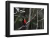 Wilson's bird-of-paradise, Waigeo, Raja Ampat, Western Papua, Indonesian New Guinea-Staffan Widstrand-Framed Photographic Print