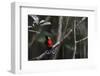 Wilson's bird-of-paradise, Waigeo, Raja Ampat, Western Papua, Indonesian New Guinea-Staffan Widstrand-Framed Photographic Print