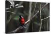 Wilson's bird-of-paradise, Waigeo, Raja Ampat, Western Papua, Indonesian New Guinea-Staffan Widstrand-Stretched Canvas