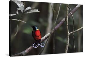 Wilson's bird-of-paradise, Waigeo, Raja Ampat, Western Papua, Indonesian New Guinea-Staffan Widstrand-Stretched Canvas