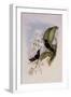 Wilson's Coeligene, Coeligena Wilsoni-John Gould-Framed Giclee Print