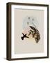 Wilson's Erythronote, Erythronota Edwardi-John Gould-Framed Giclee Print